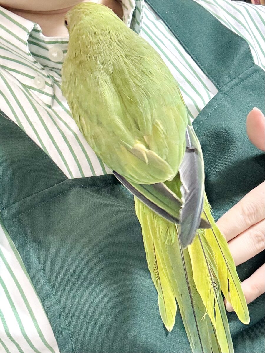 ワカケホンセイインコ（月の輪インコ）