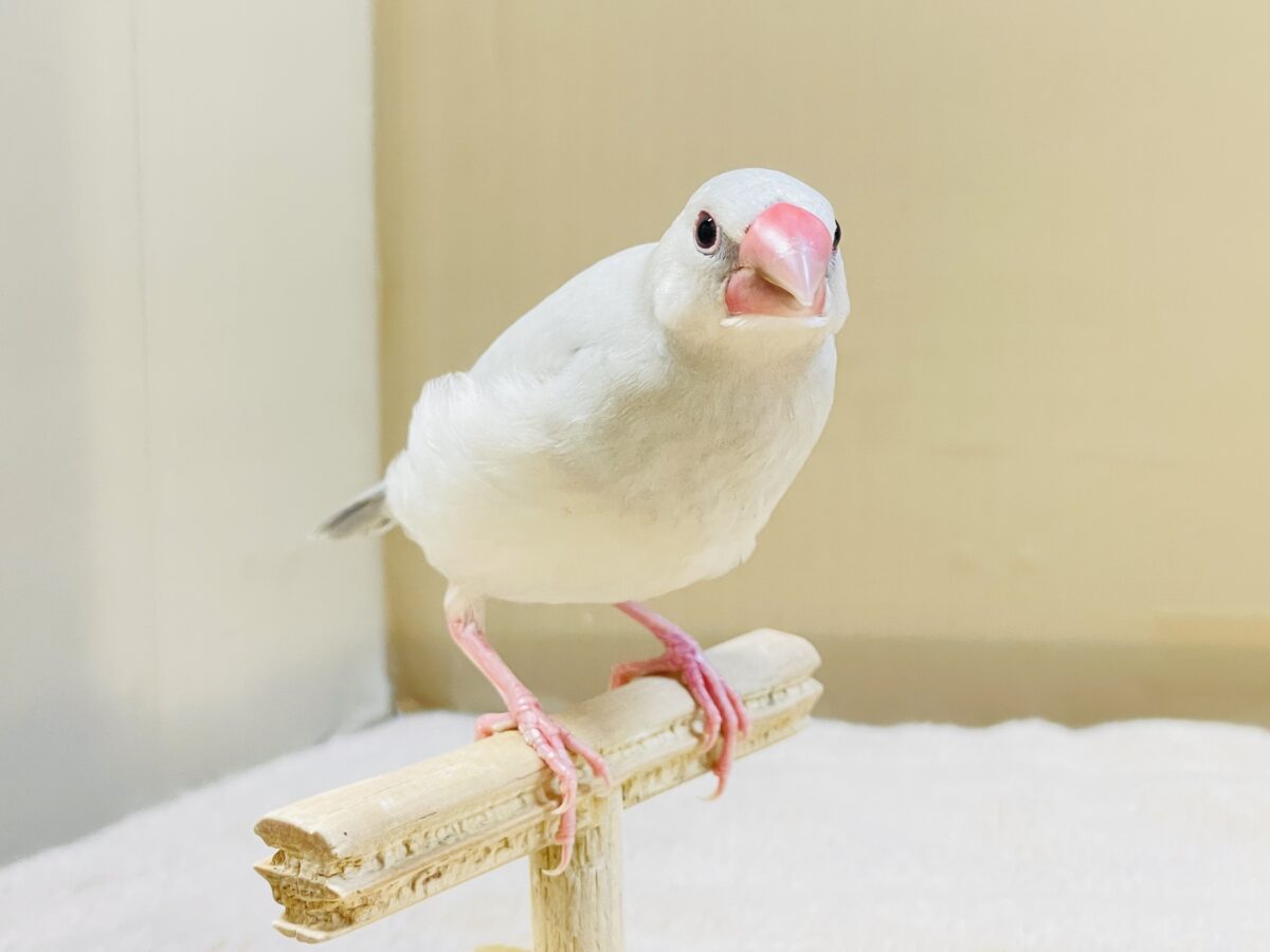 シルバー文鳥