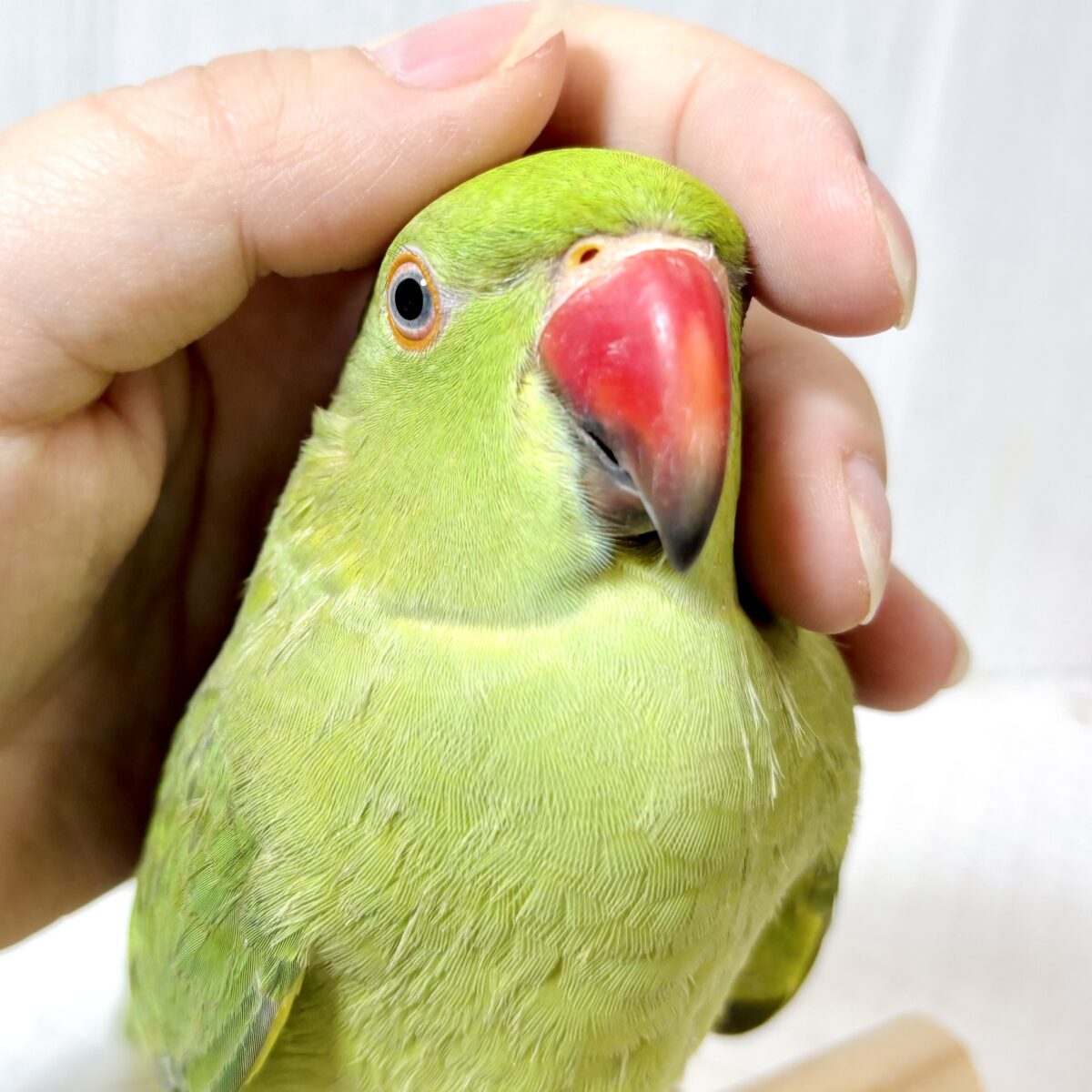 ワカケホンセイインコ（月の輪インコ）