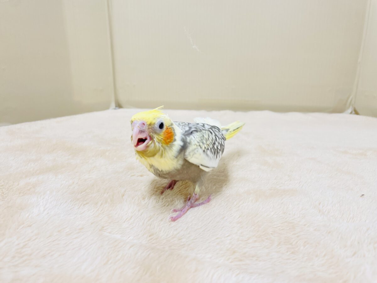オカメインコ