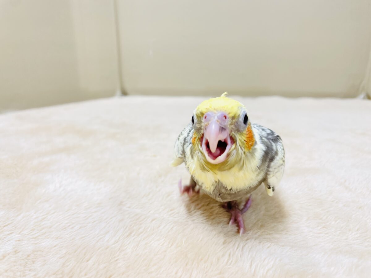 オカメインコ
