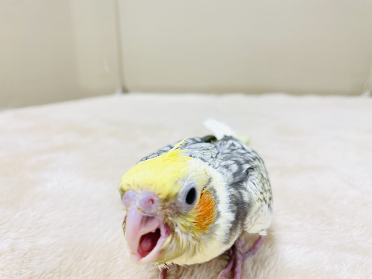 オカメインコ
