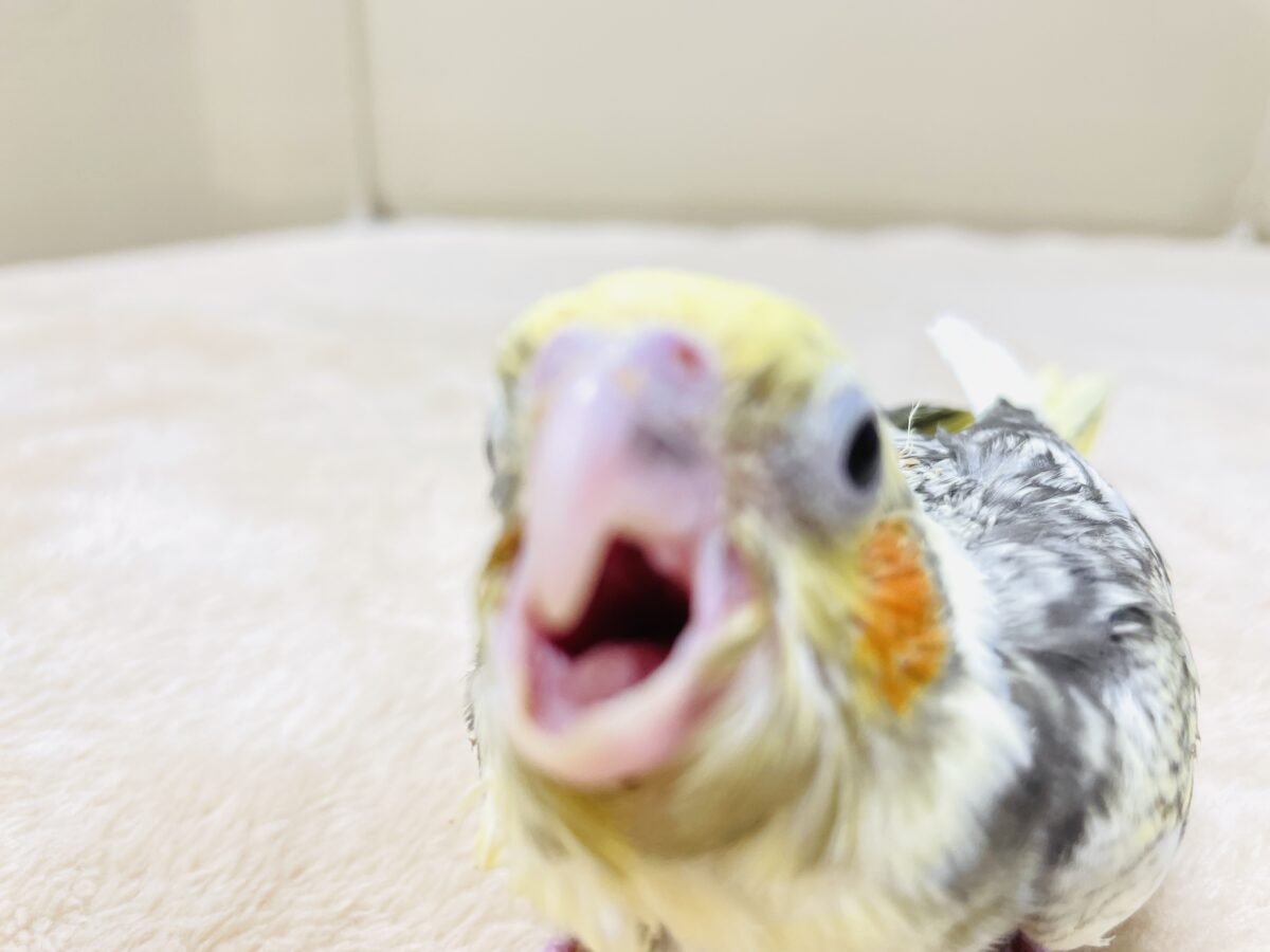 オカメインコ