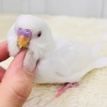 杏仁の妖精さん🧚とろける甘さ🩷セキセイインコのアルビノだよ☆