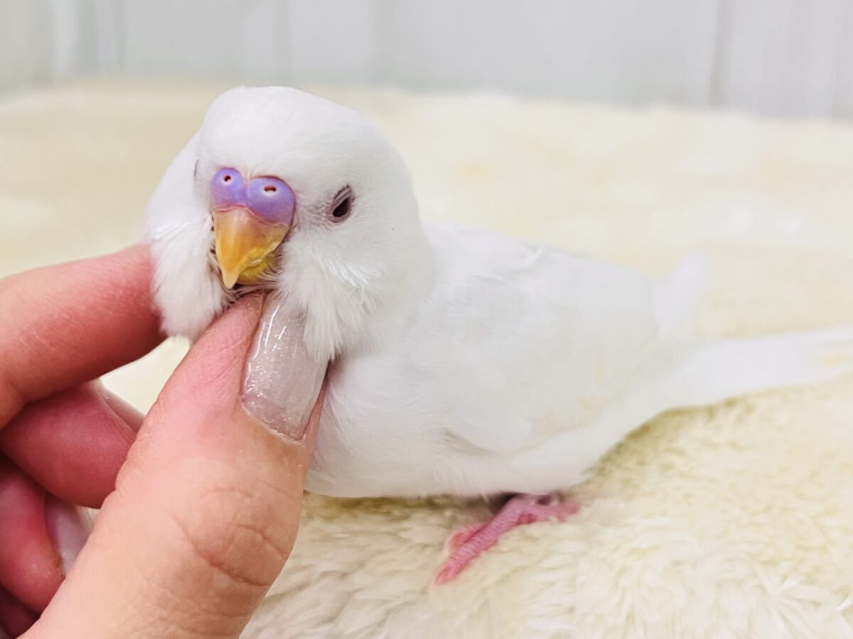 杏仁の妖精さん🧚とろける甘さ🩷セキセイインコのアルビノだよ☆