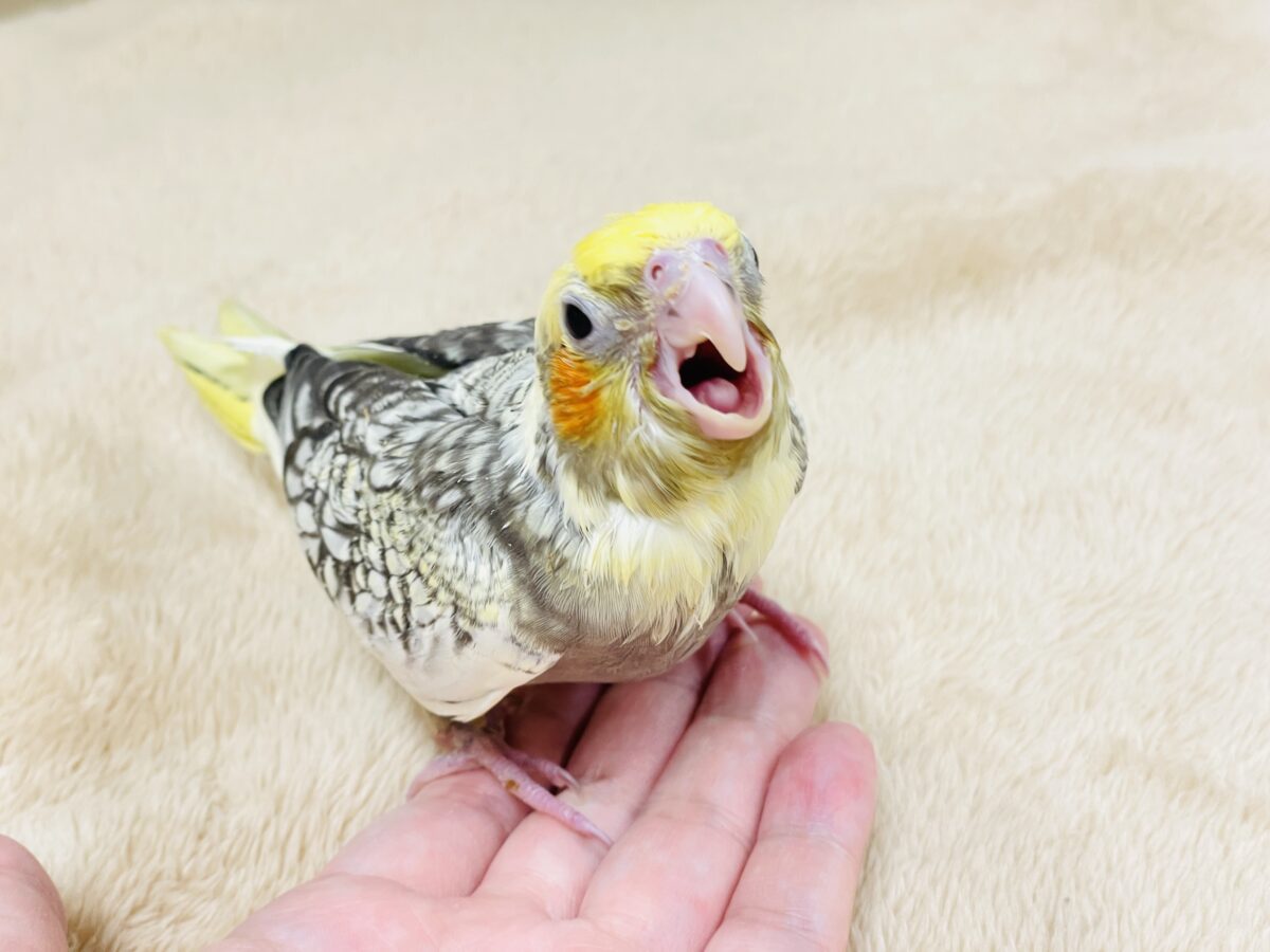 オカメインコ