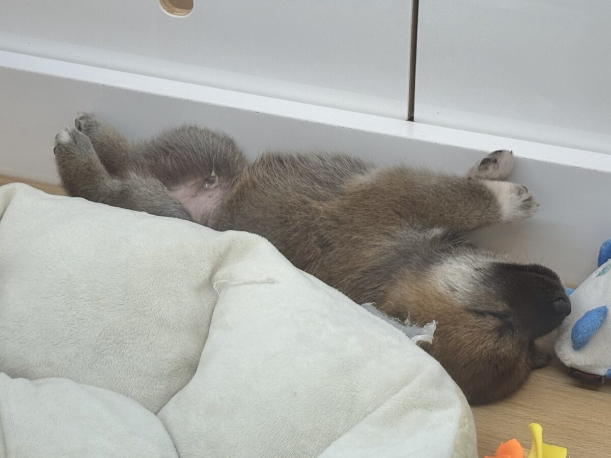 柴犬