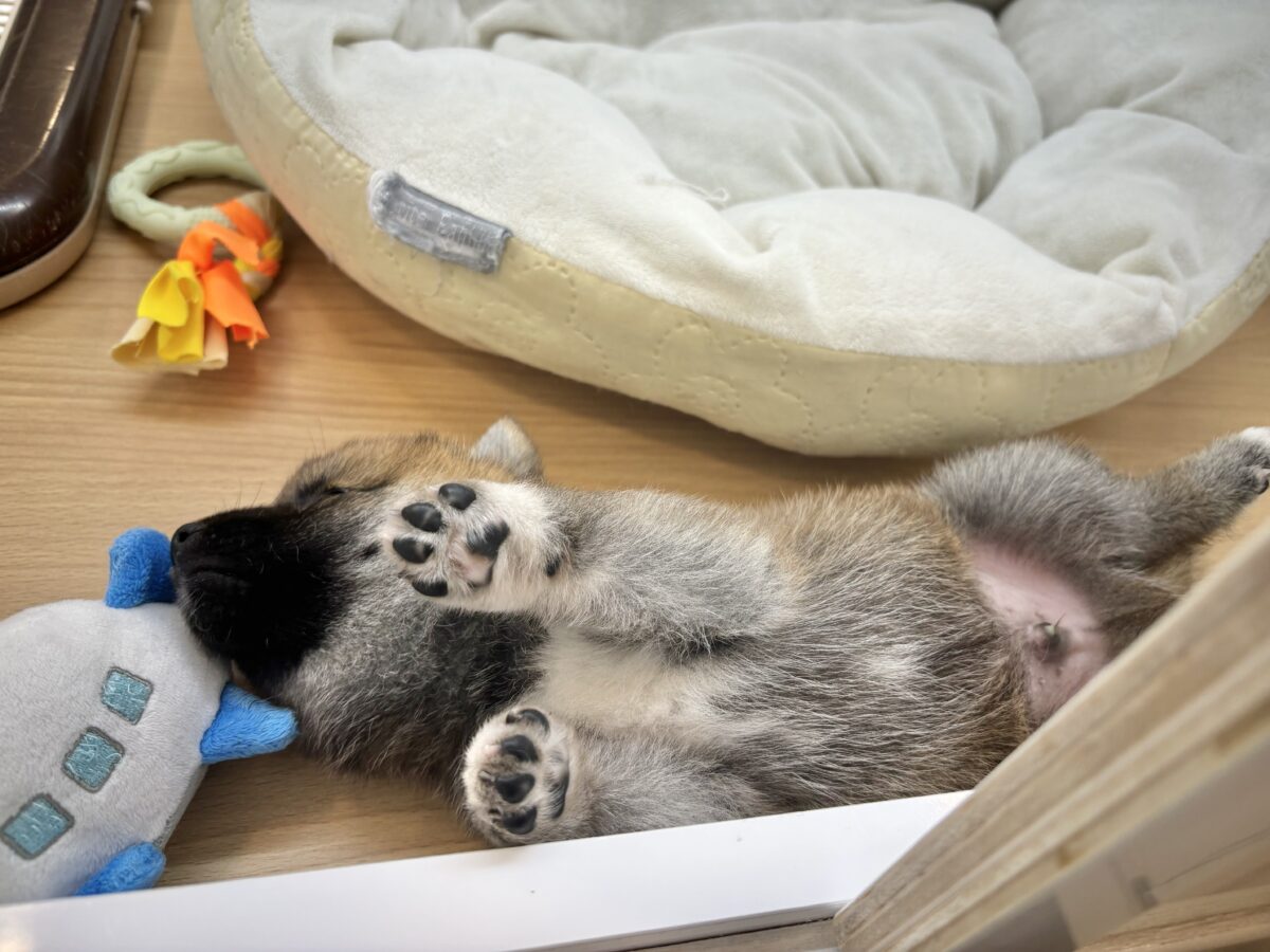 柴犬