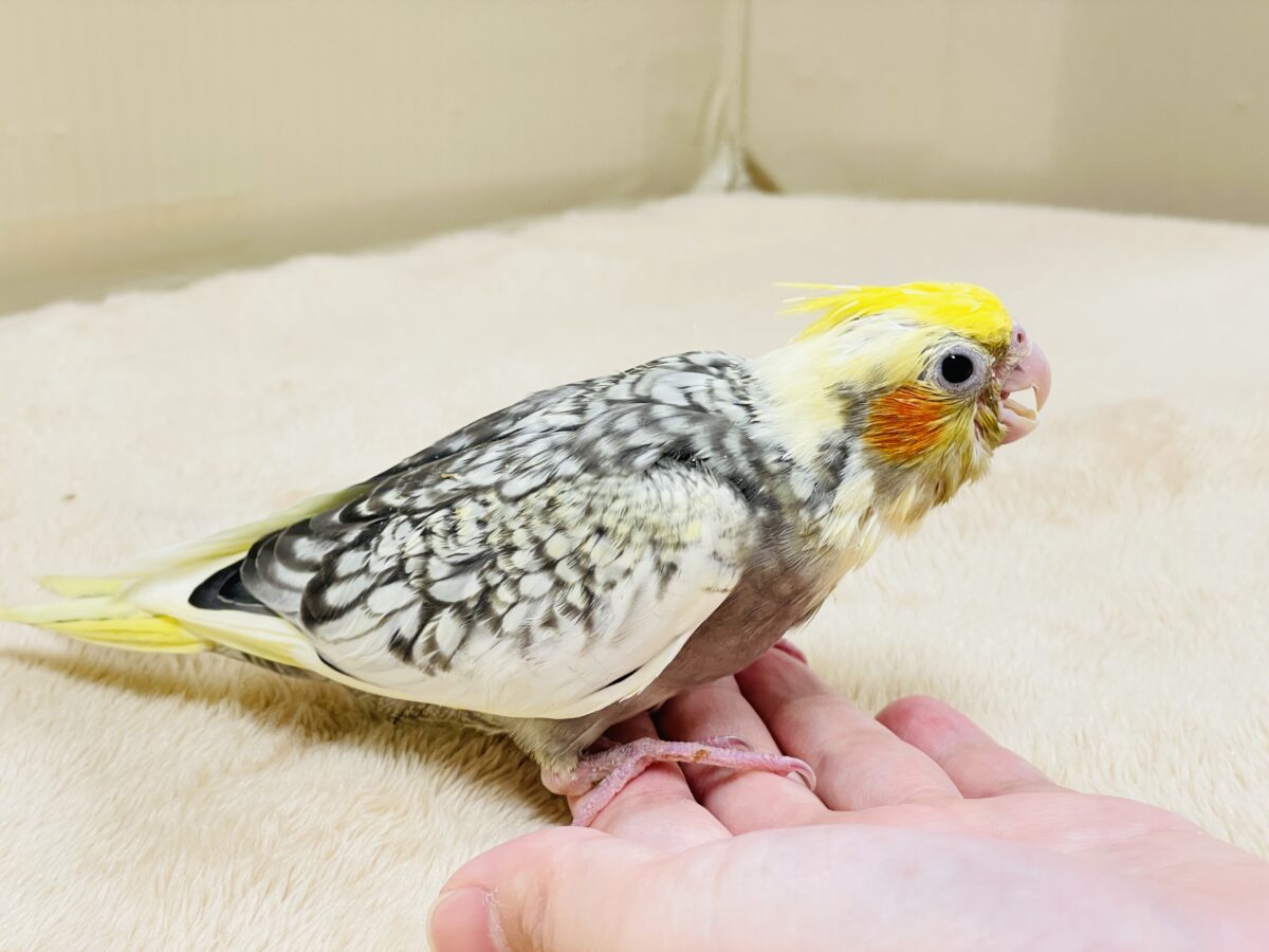 オカメインコ