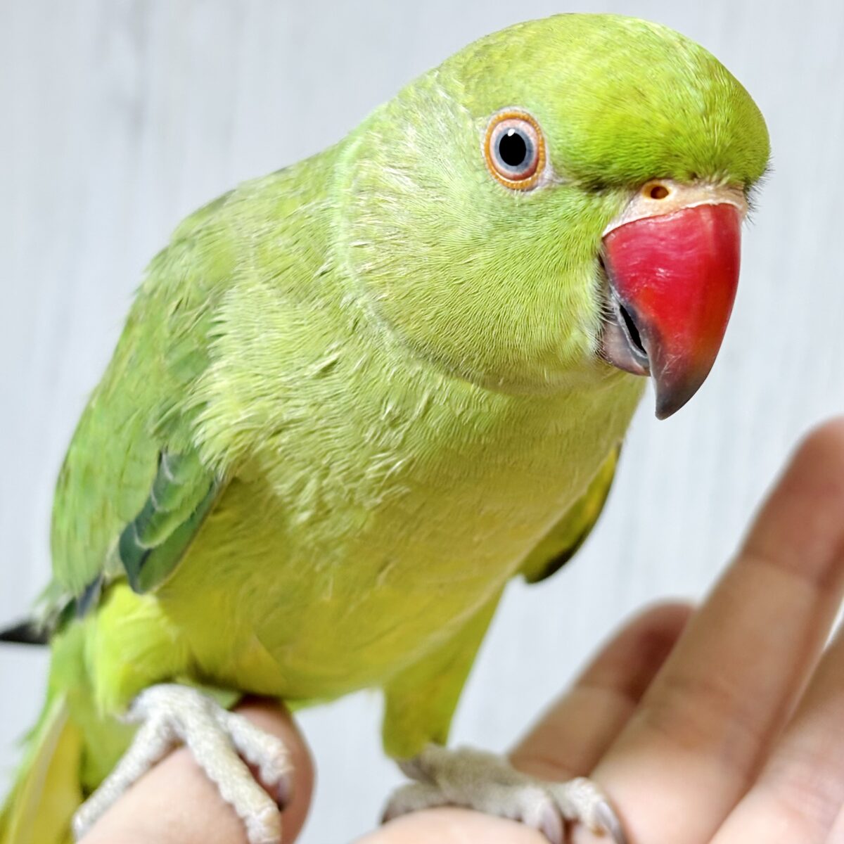 ワカケホンセイインコ(月の輪インコ) ノーマル 💚🍏