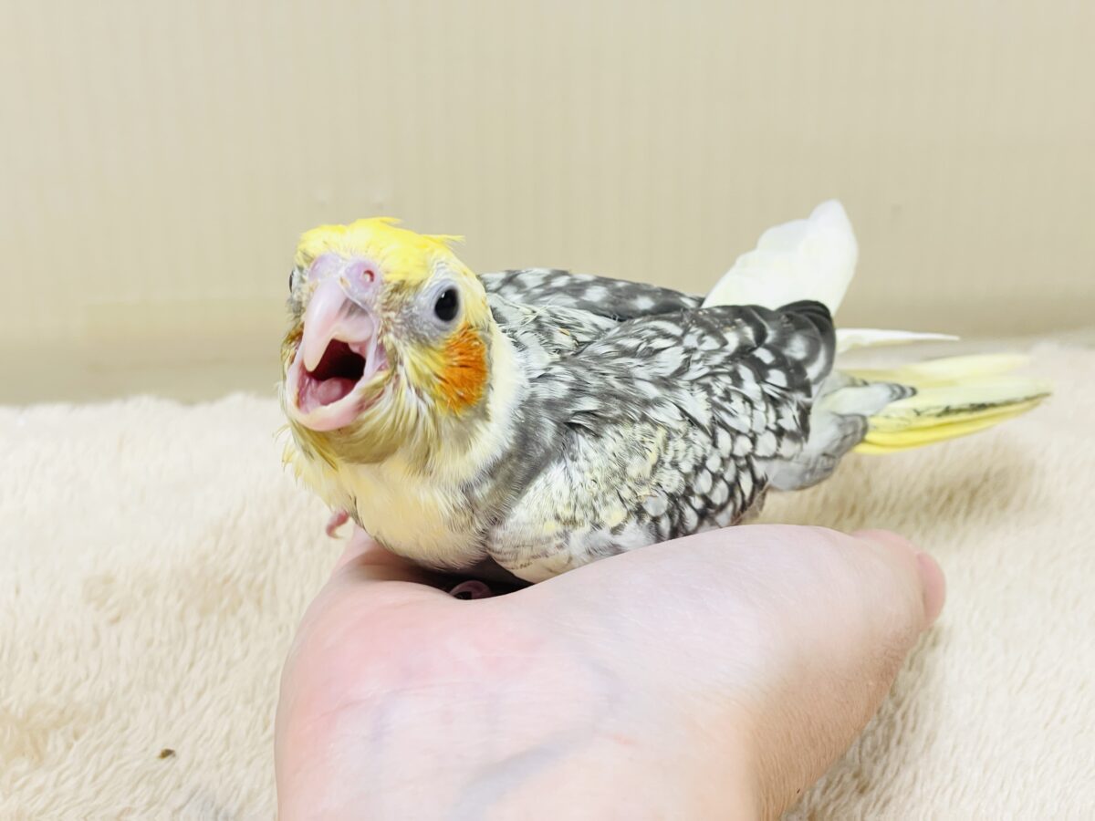 オカメインコ