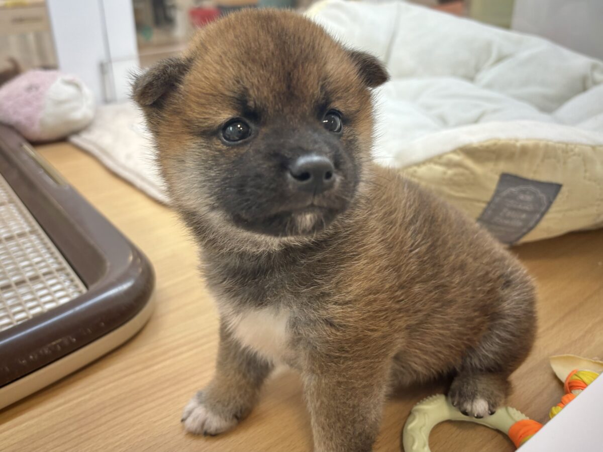 柴犬