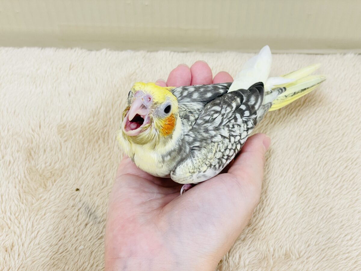 オカメインコ