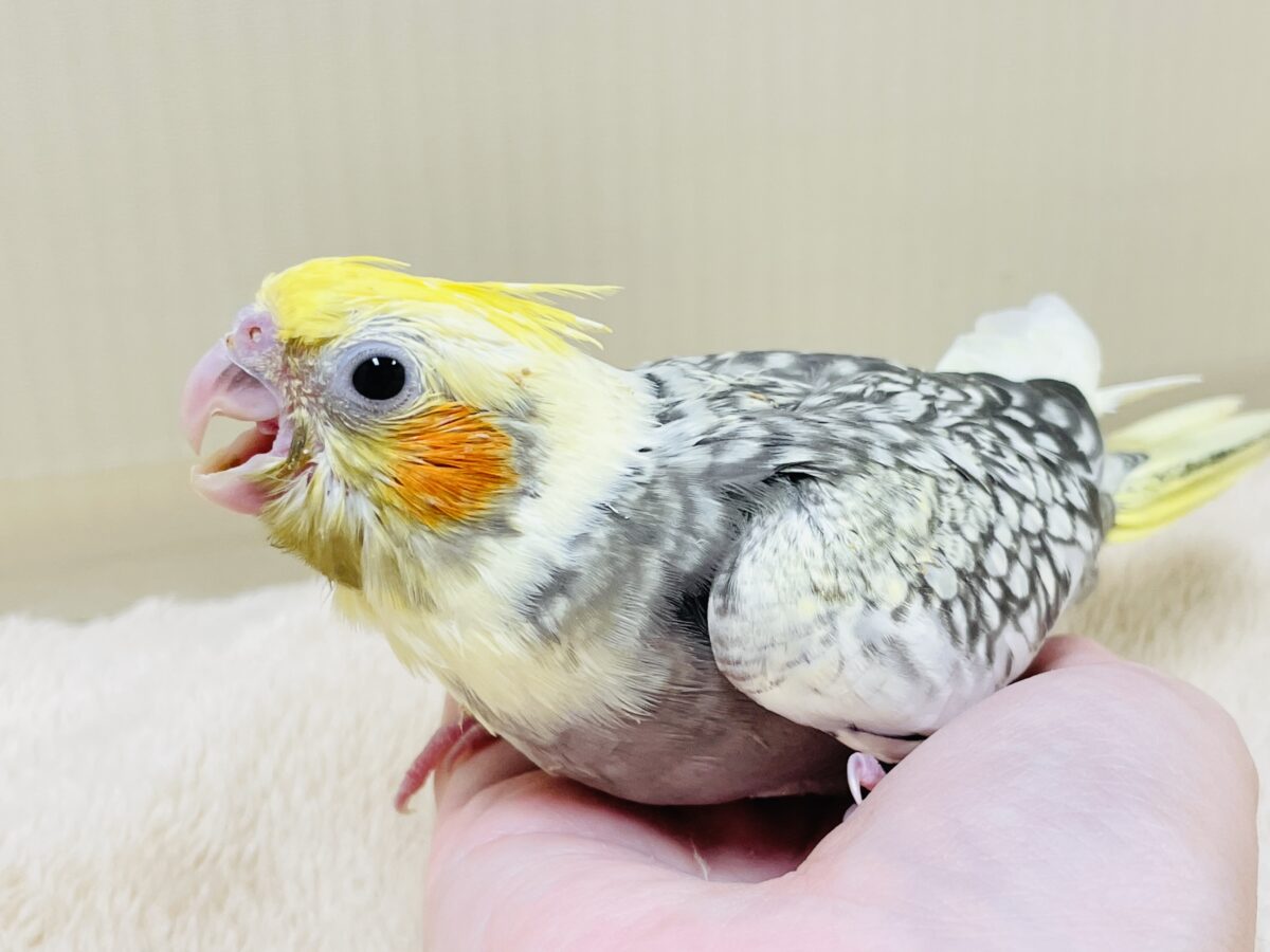 オカメインコ