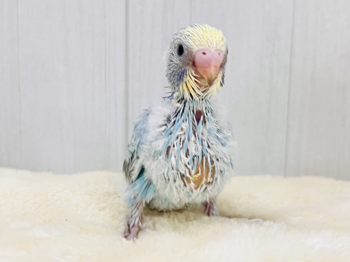 ふわふわパステル〜優しいグレーがポイント🌟セキセイインコのパステルレインボースパングル！