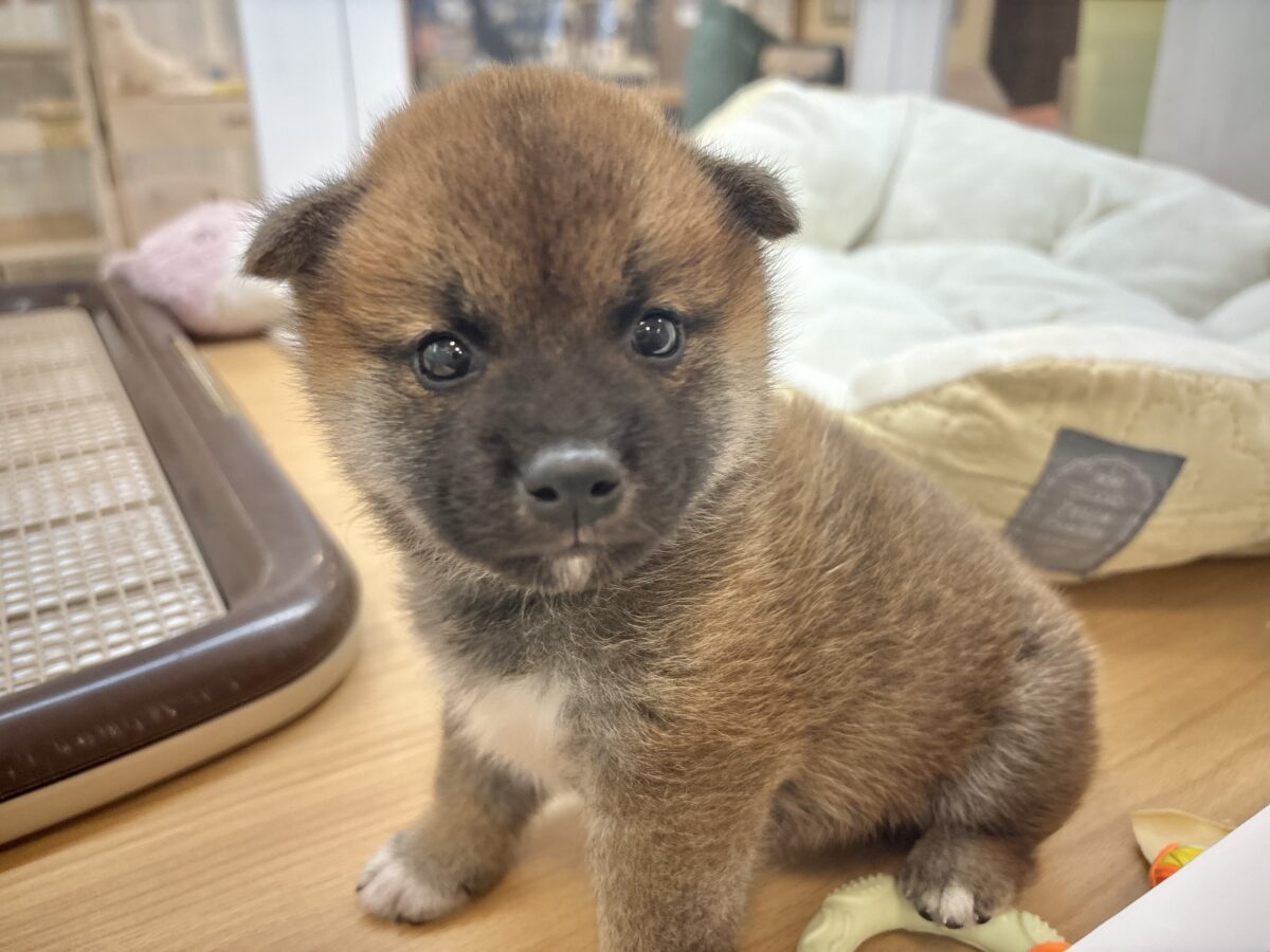 もちもちまんじゅう？柴犬くん！