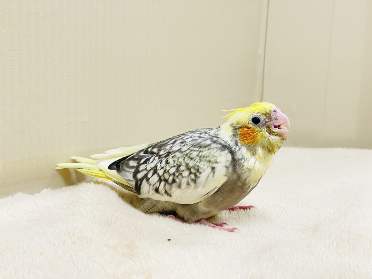 オカメインコ