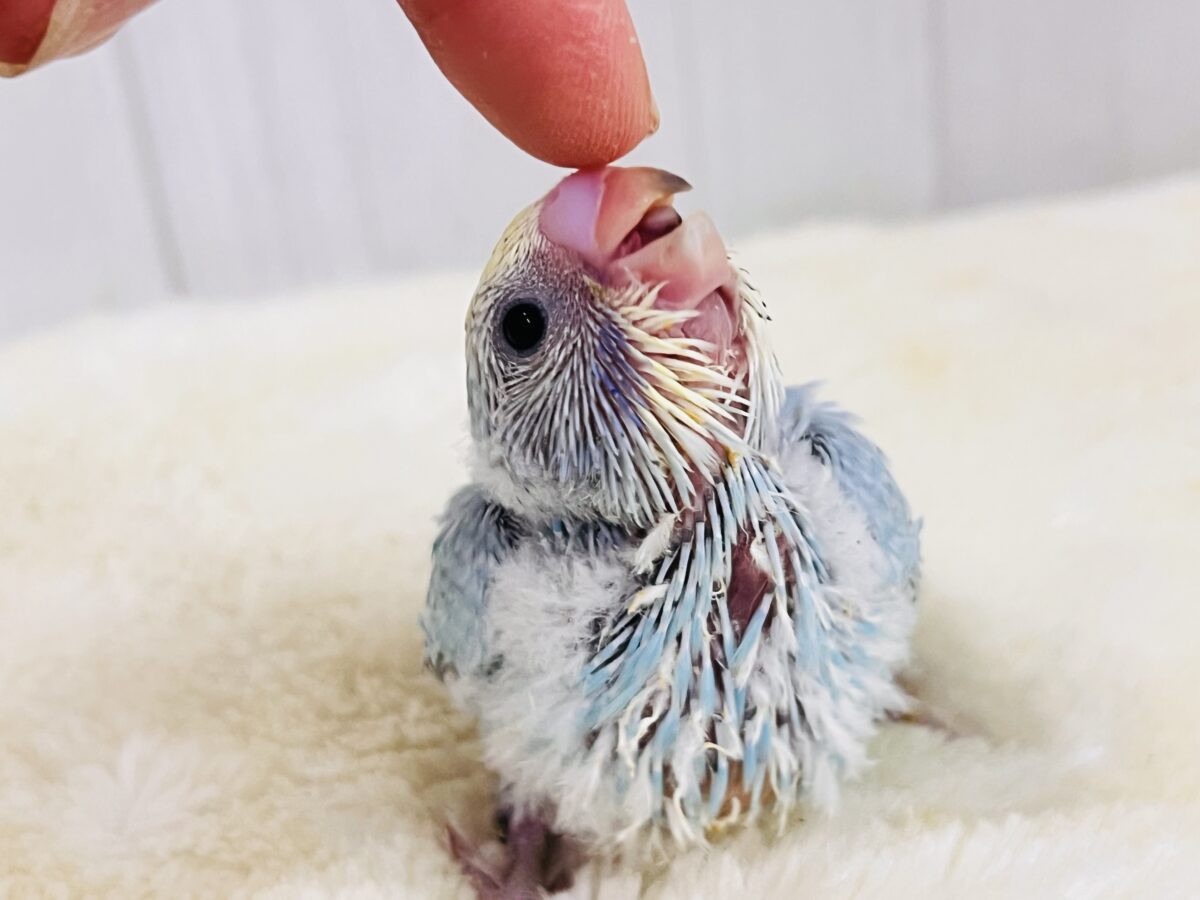 セキセイインコ