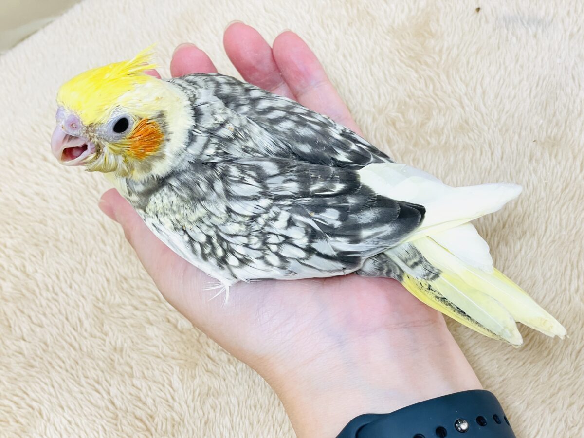 オカメインコ