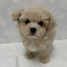ふわもこ天使🪽♡マルプーくん🐶🤎