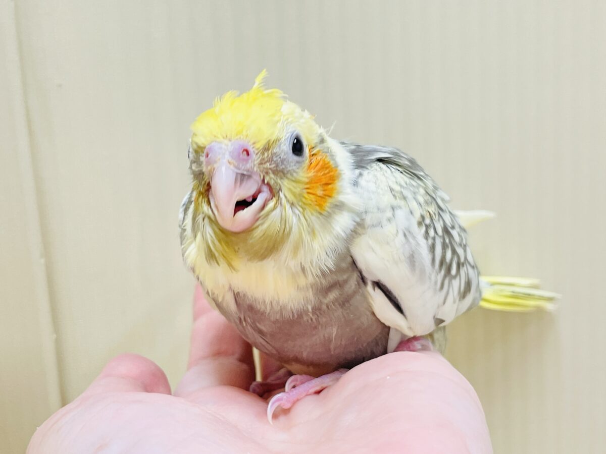 オカメインコ