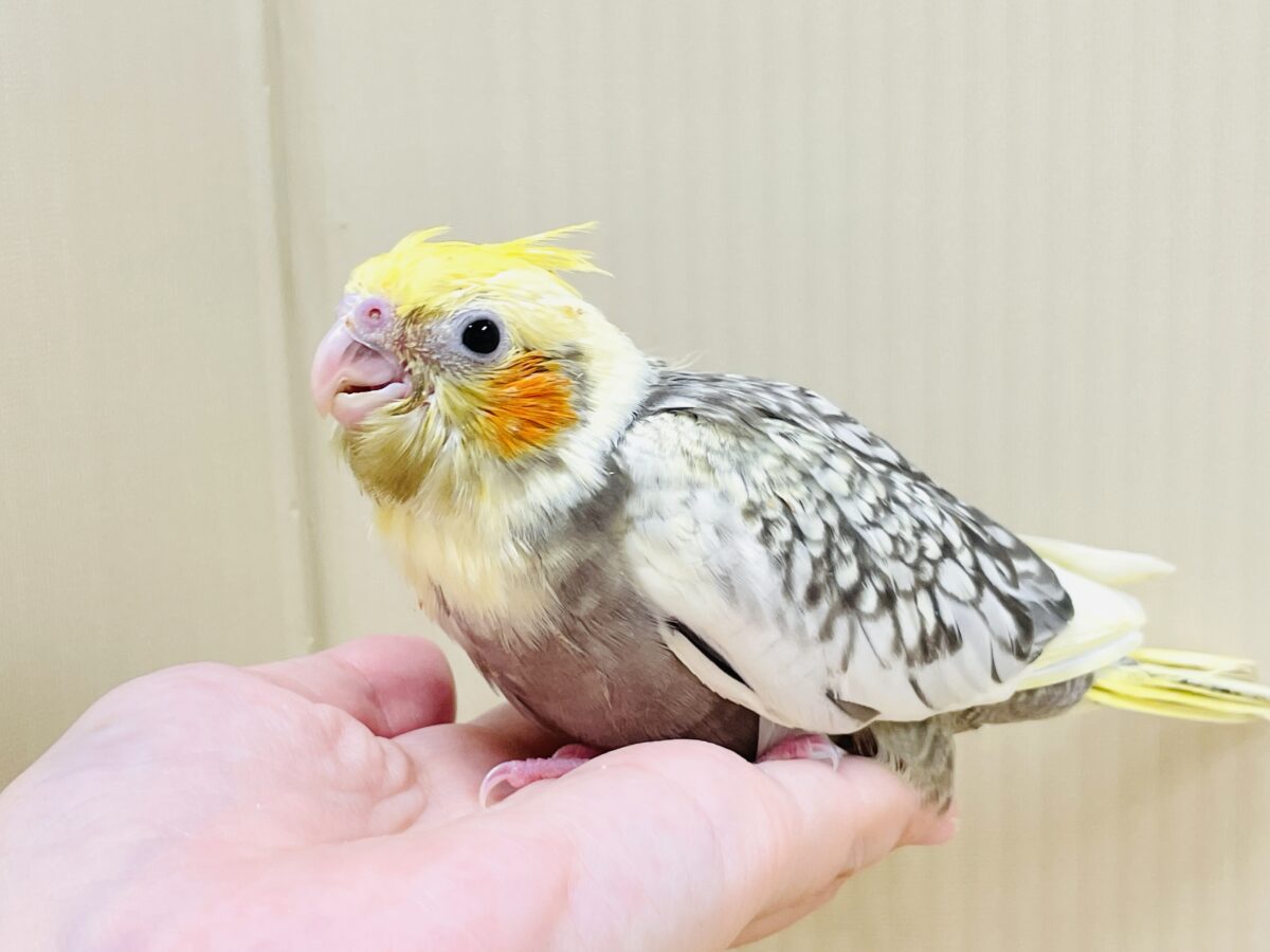 食いしん坊すぎるオカメインコちゃん😋（パールパイド）ヒナ