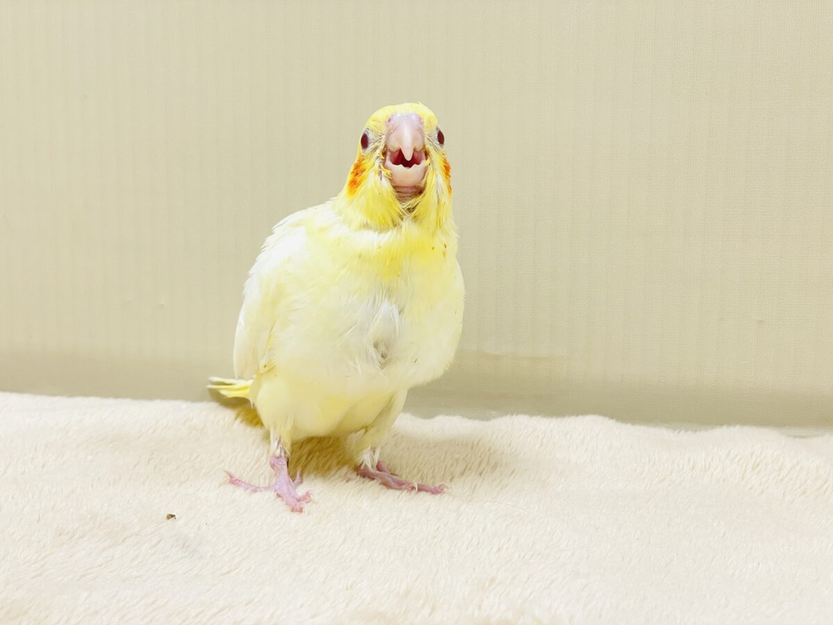 オカメインコ