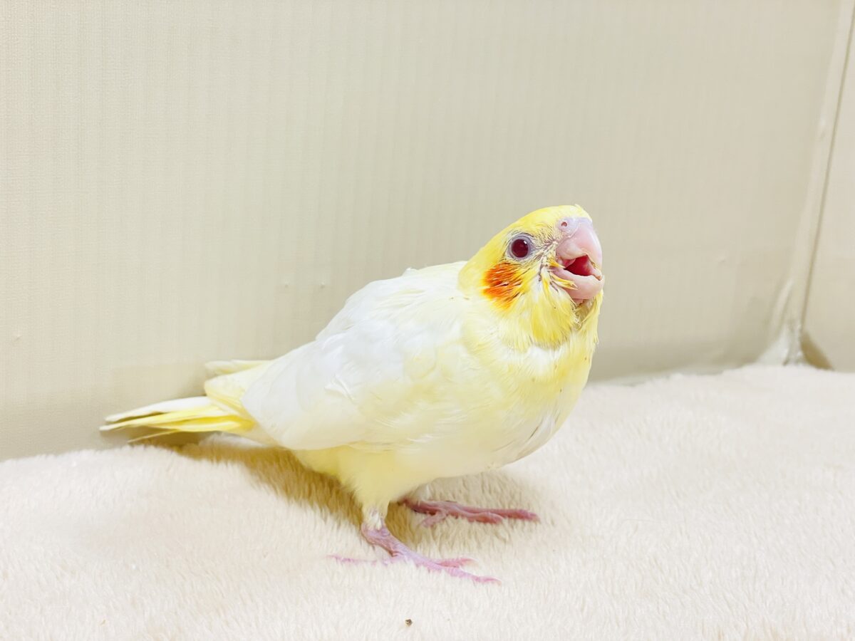 オカメインコ