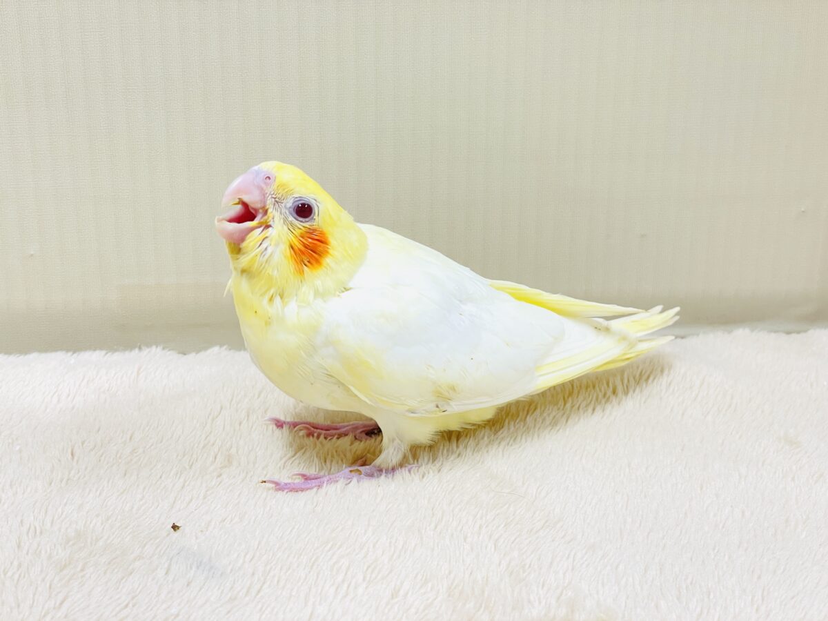 焼き菓子のようなふんわりイエロー💛オカメインコ（ルチノー）ヒナ