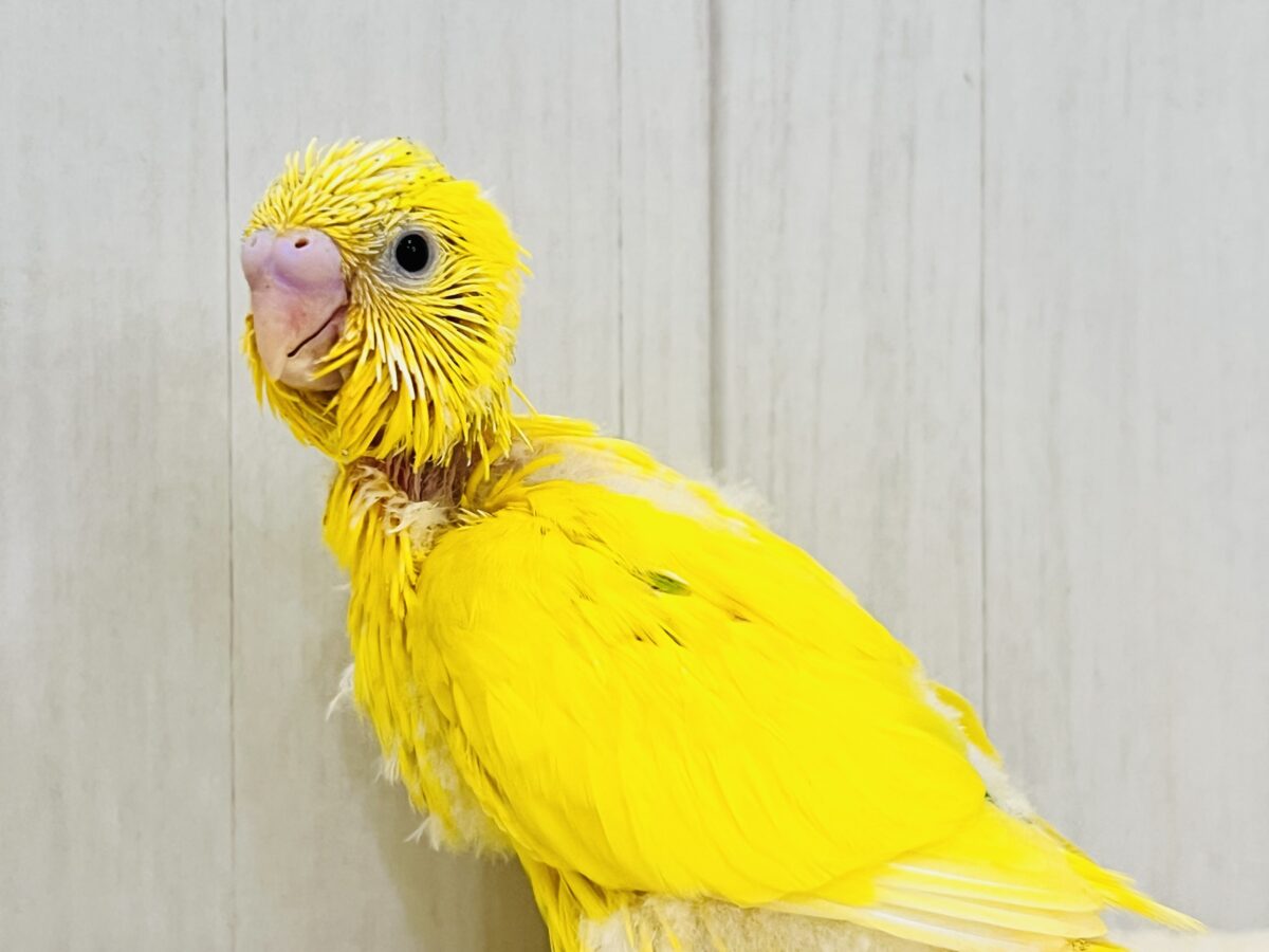 セキセイインコ