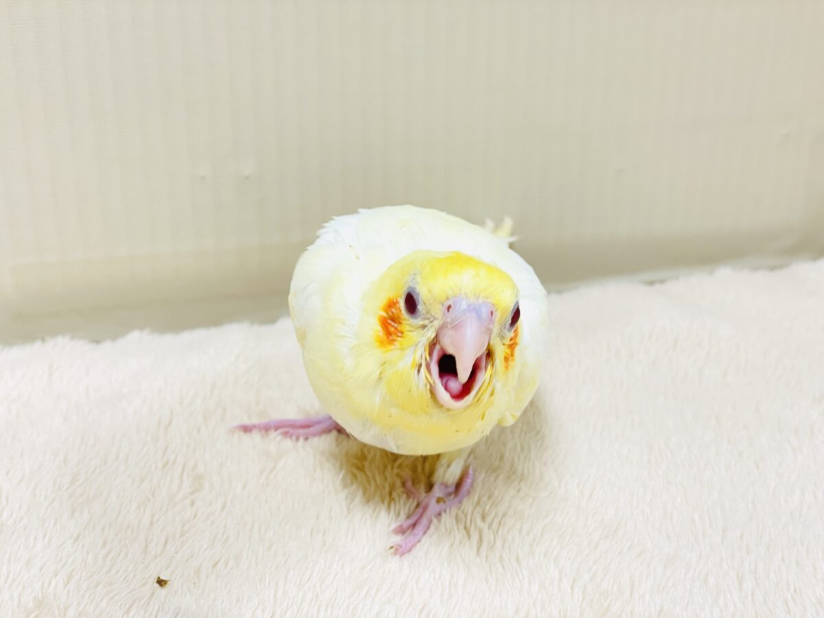 オカメインコ