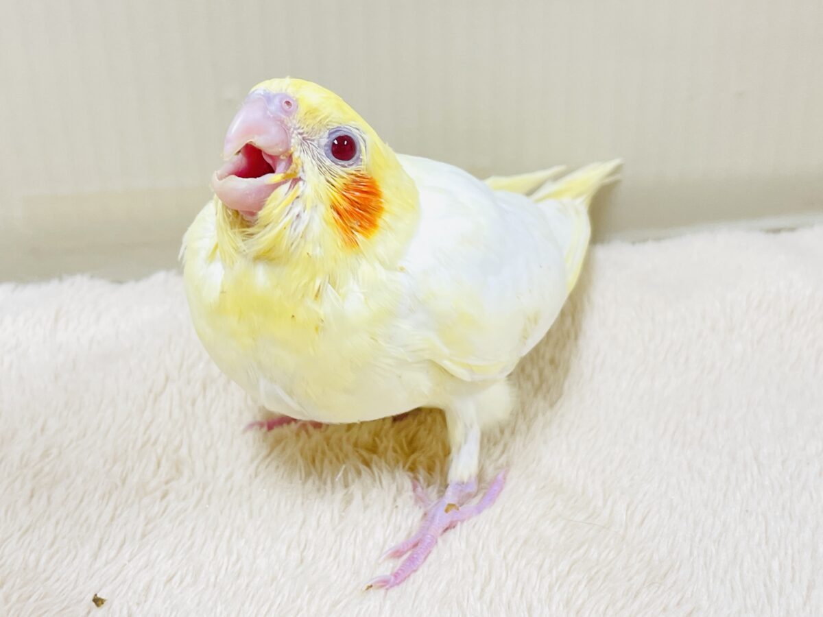 オカメインコ