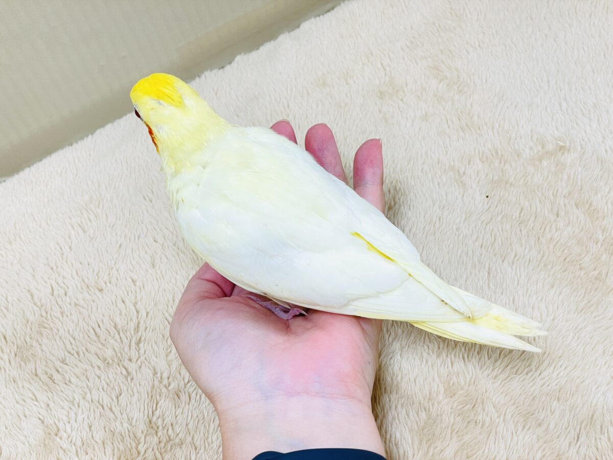 オカメインコ