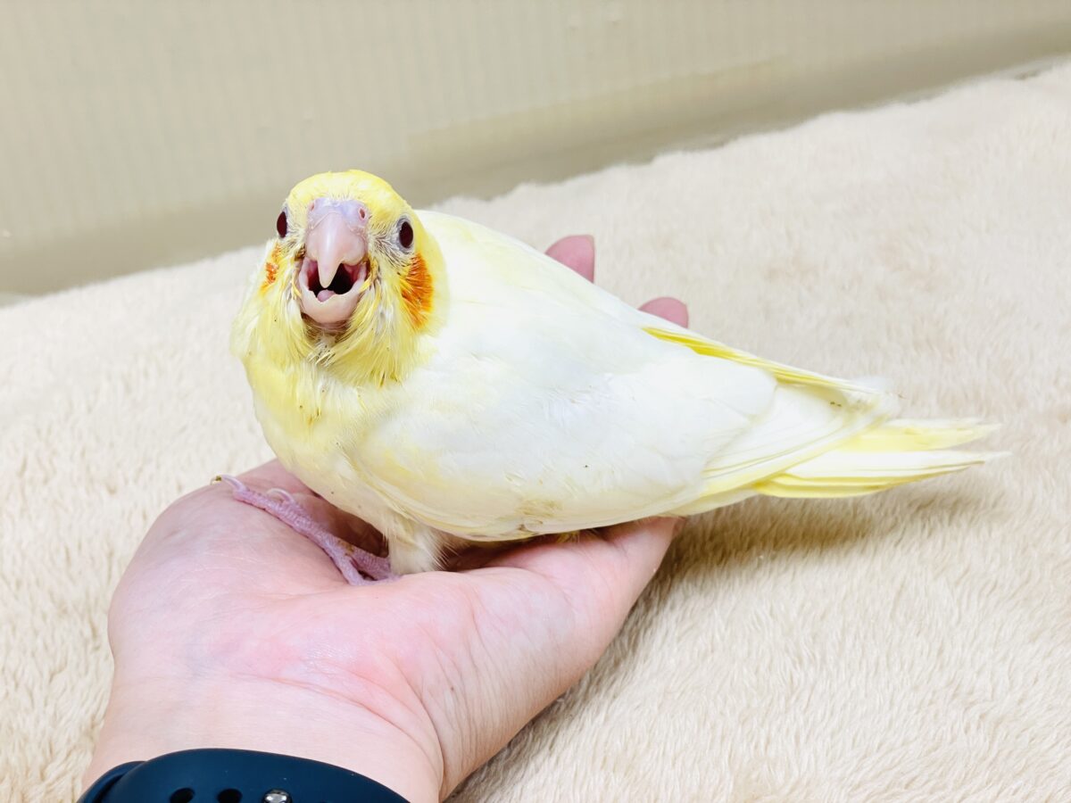 オカメインコ