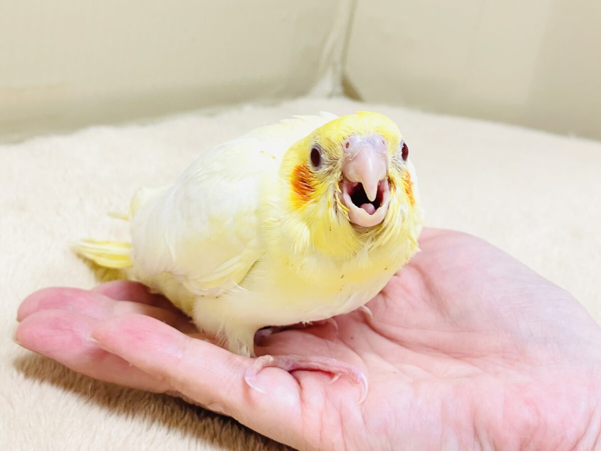 オカメインコ