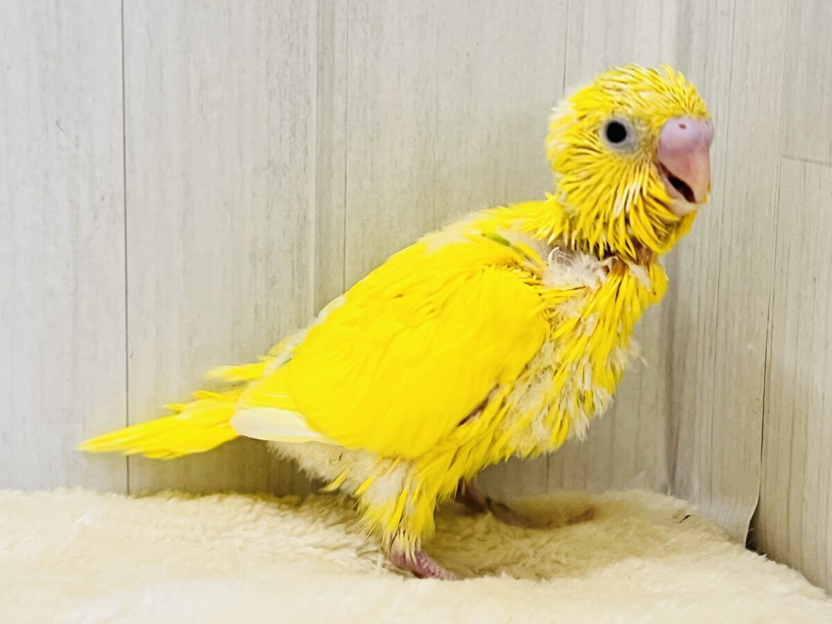 セキセイインコ