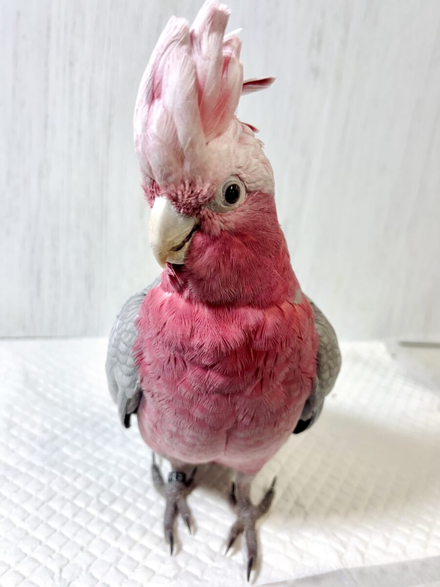 モモイロインコ