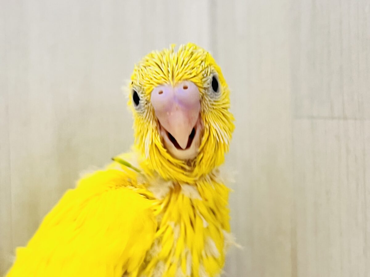 にっこり♡隠しもの探し🪎お楽しみカラーのセキセイインコの雛💚