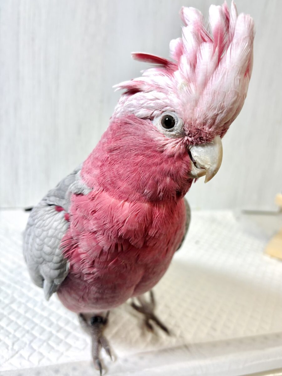 モモイロインコ