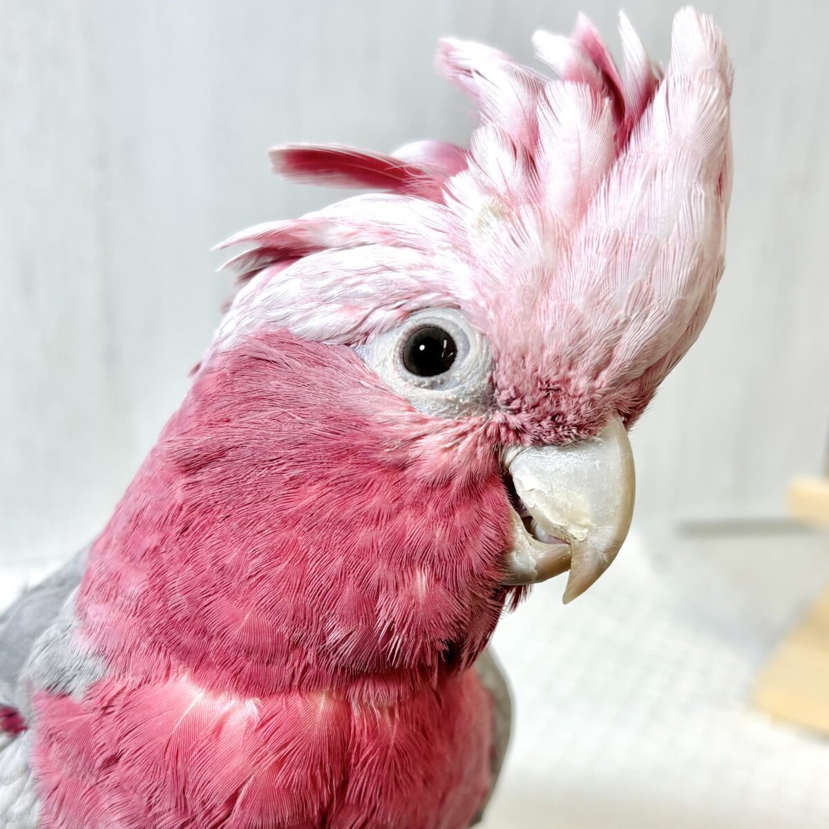 モモイロインコ 女の子 🎀(⑉• θ •⑉)❤︎