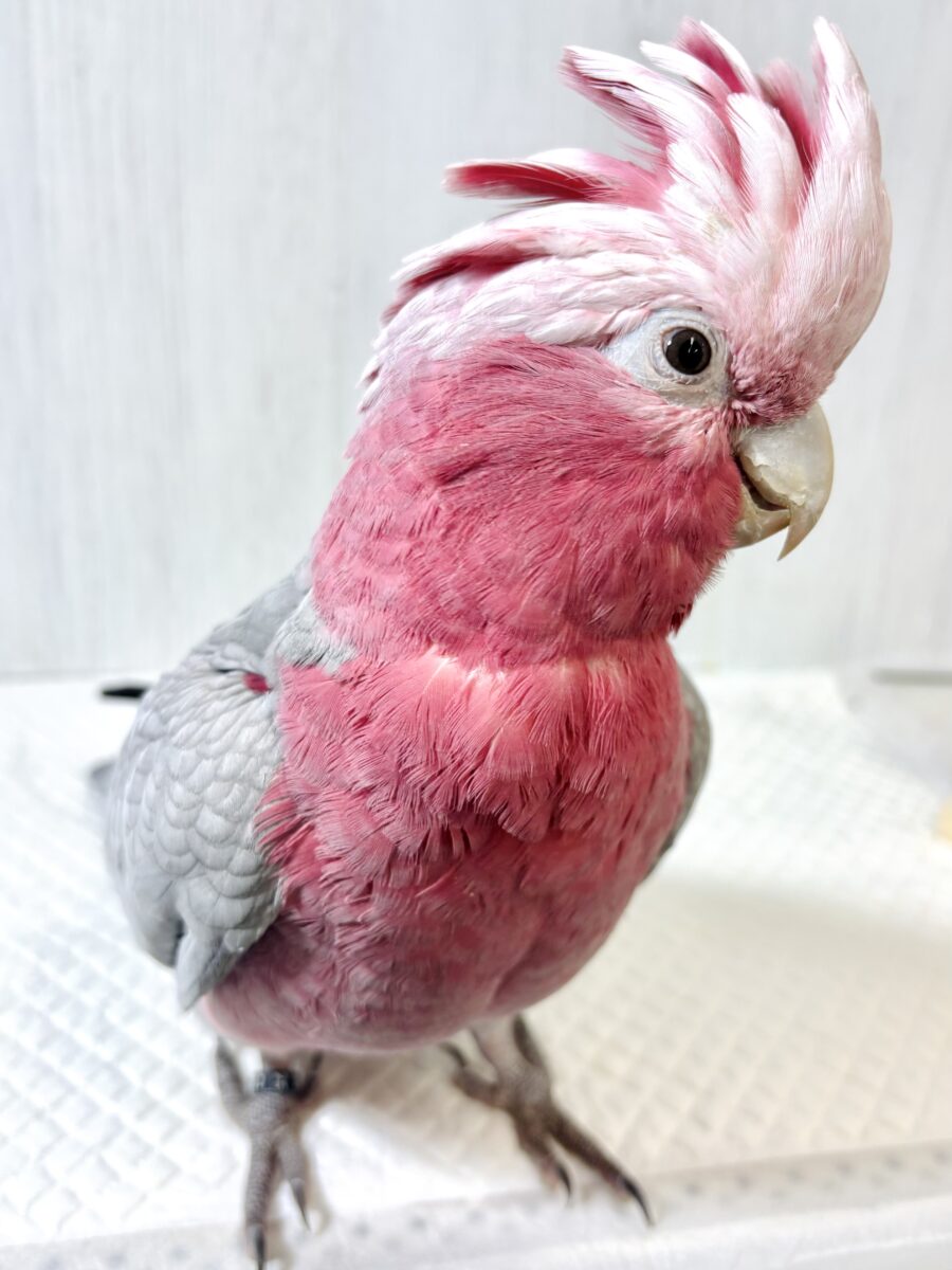 モモイロインコ