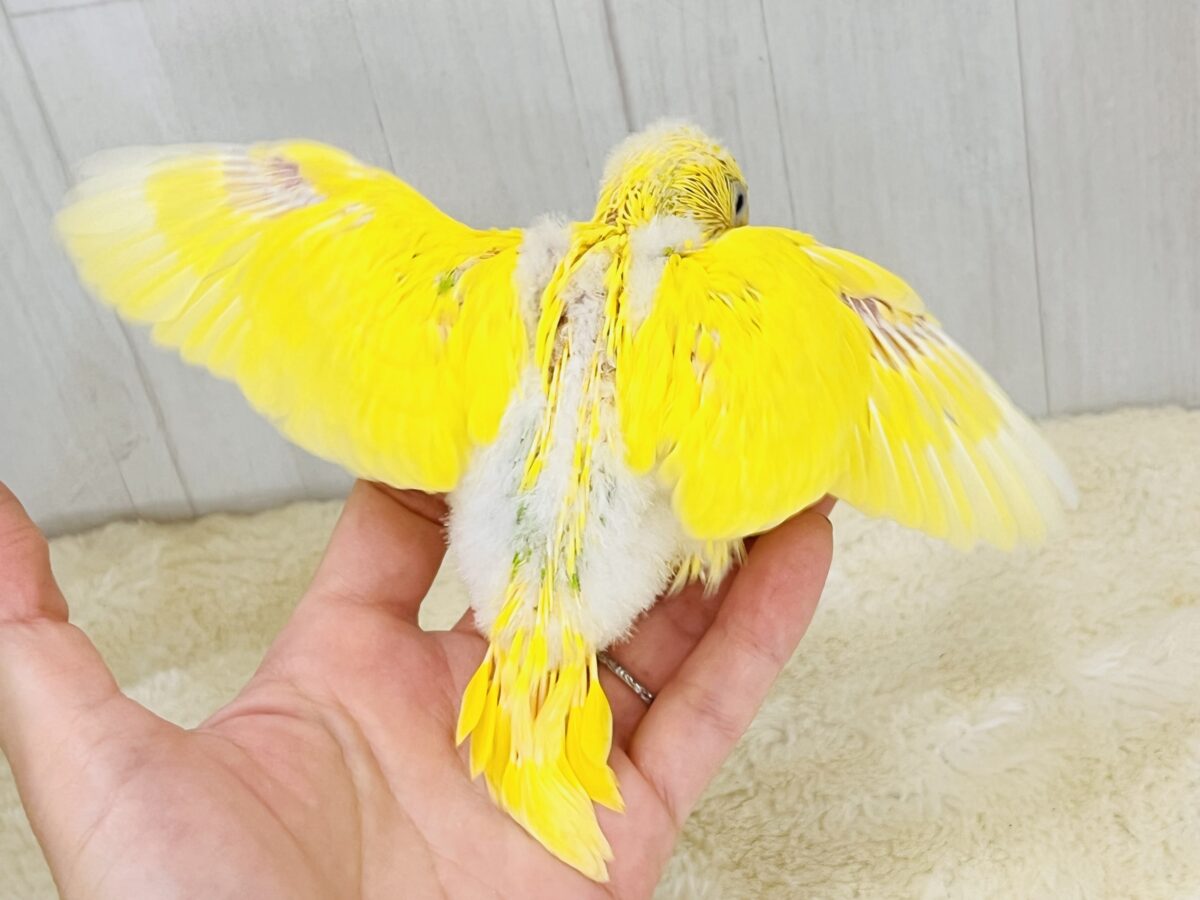 セキセイインコ