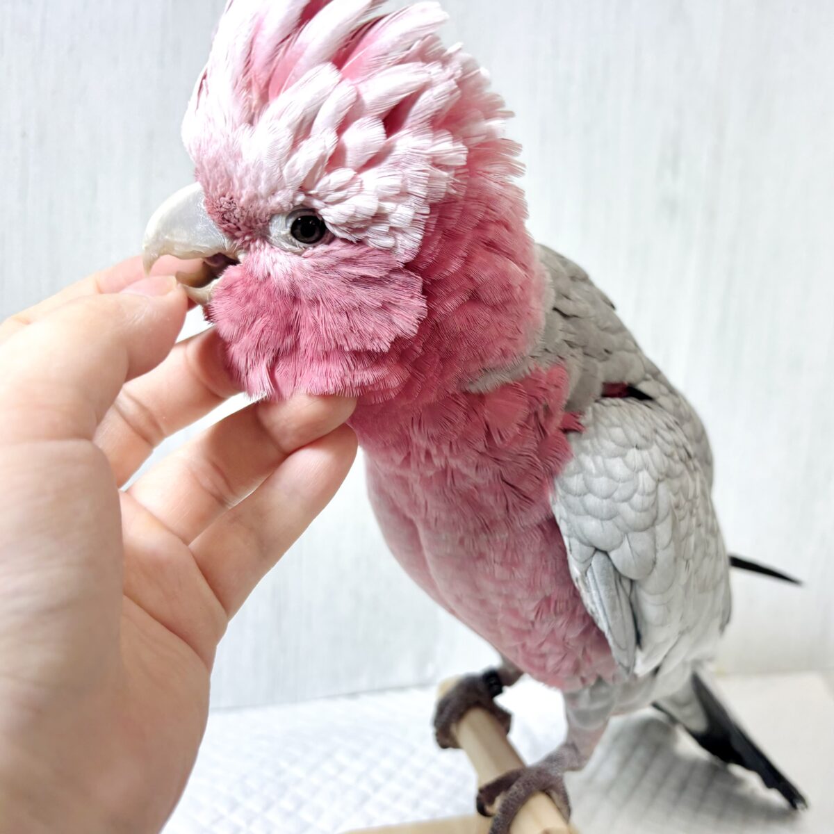 モモイロインコ