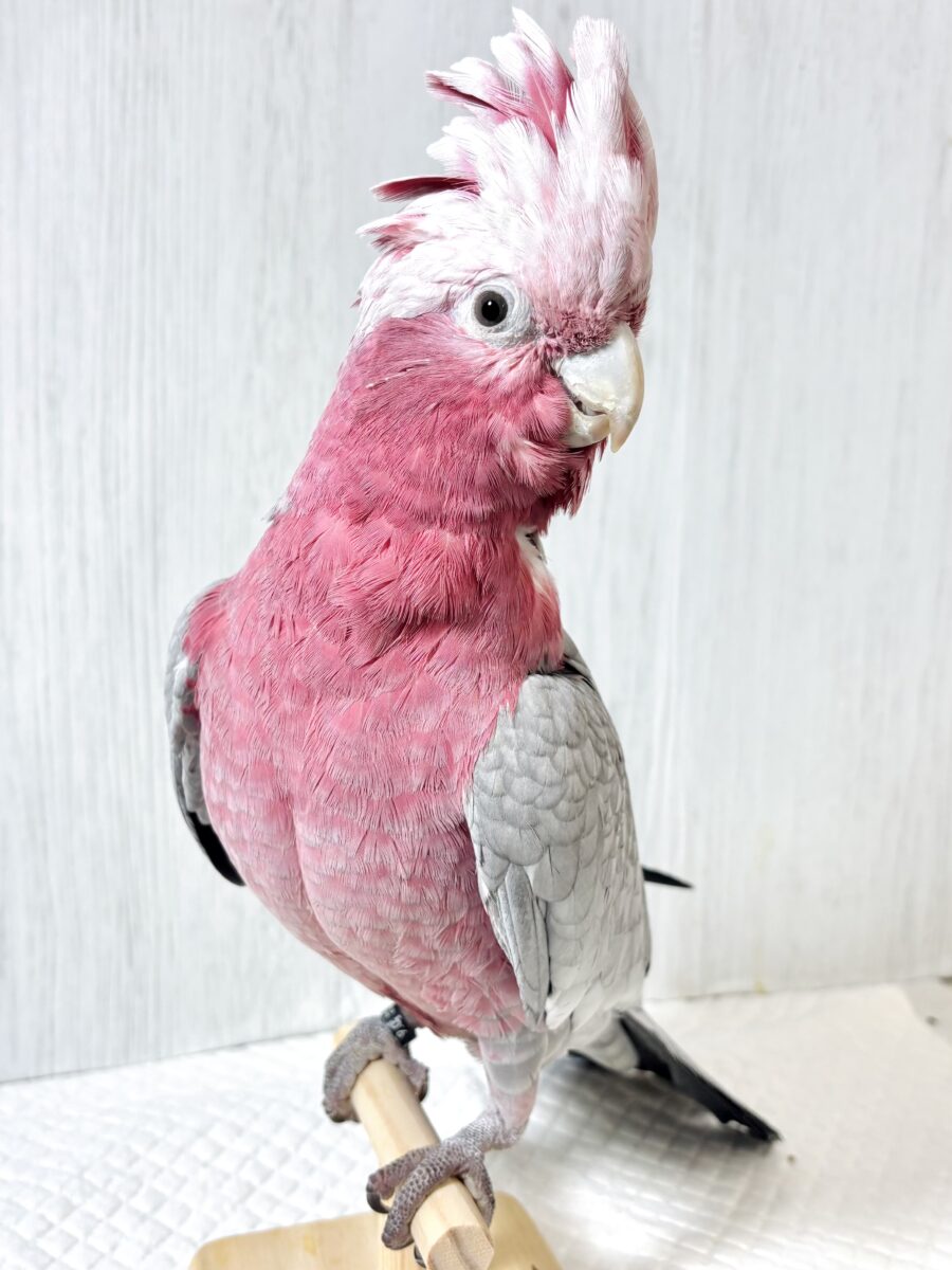 モモイロインコ