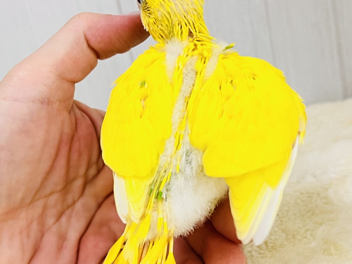 セキセイインコ