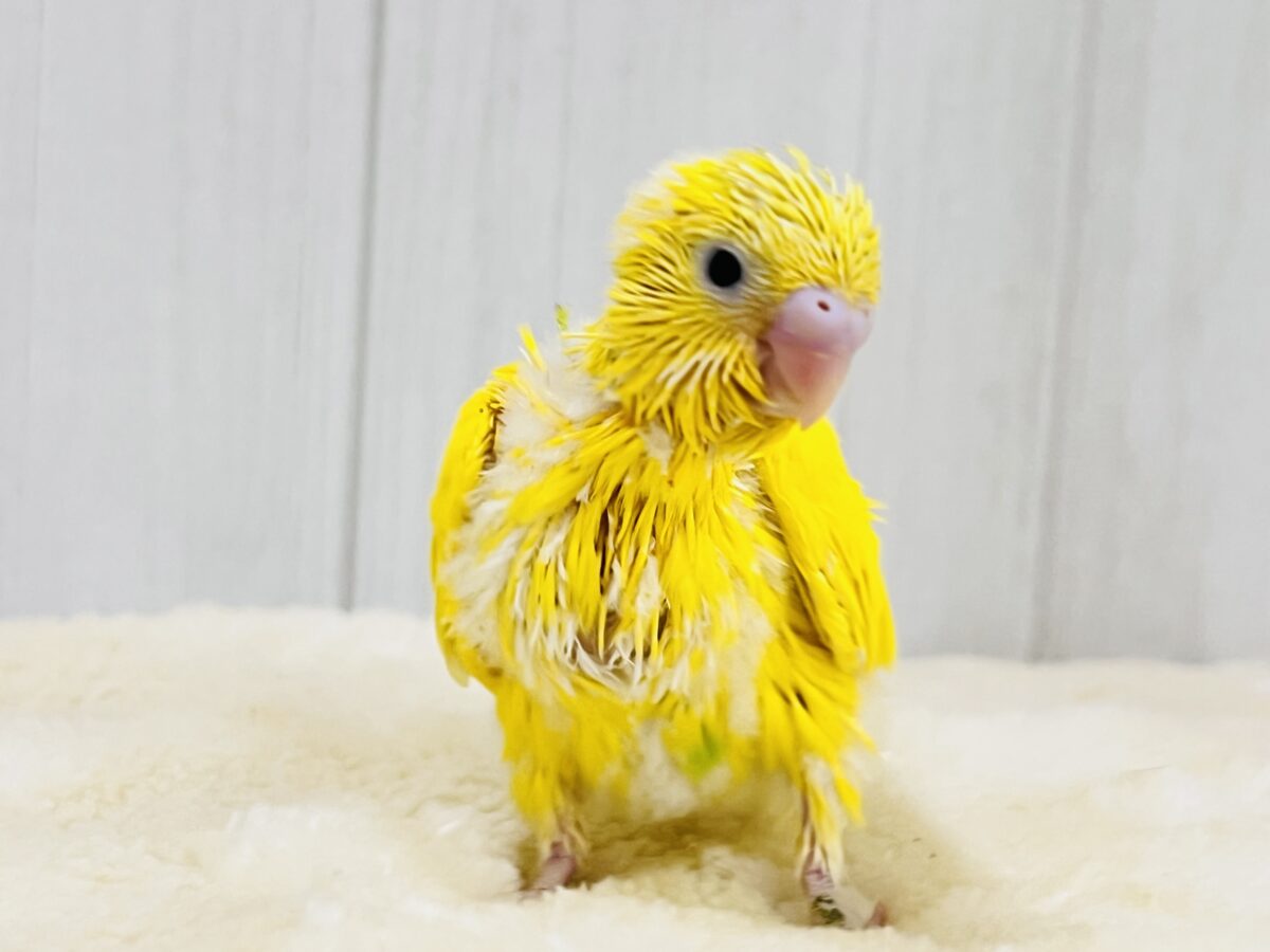 セキセイインコ