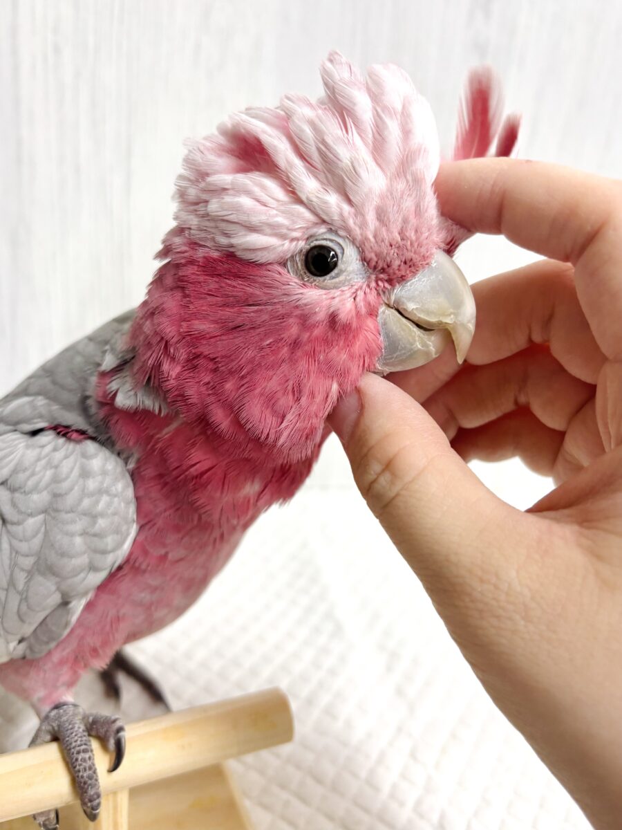 モモイロインコ