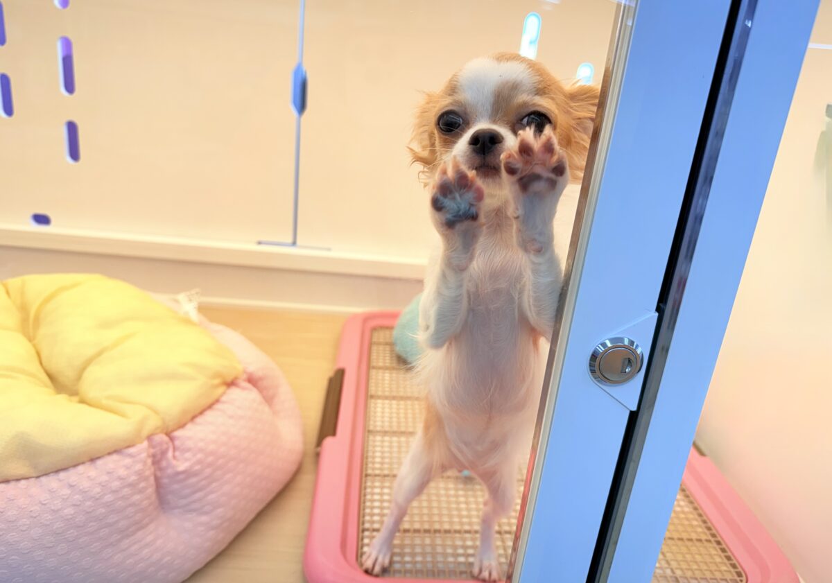 チワワ