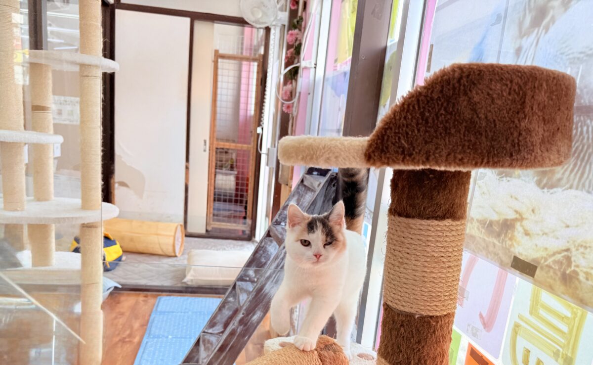 スコティッシュフォールド
