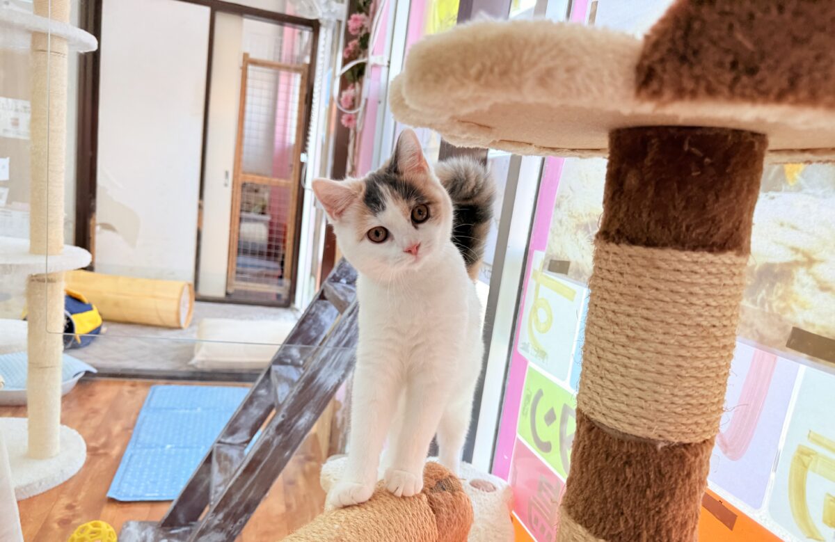 スコティッシュフォールド